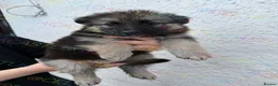 German Shepherd dogs for sale:  Reduced Stunning kcreg long coat GSD pups  - Advert 16
