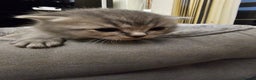 British Shorthair cats for sale: Beautiful British Shorthair Kittens for Sale - Advert 14