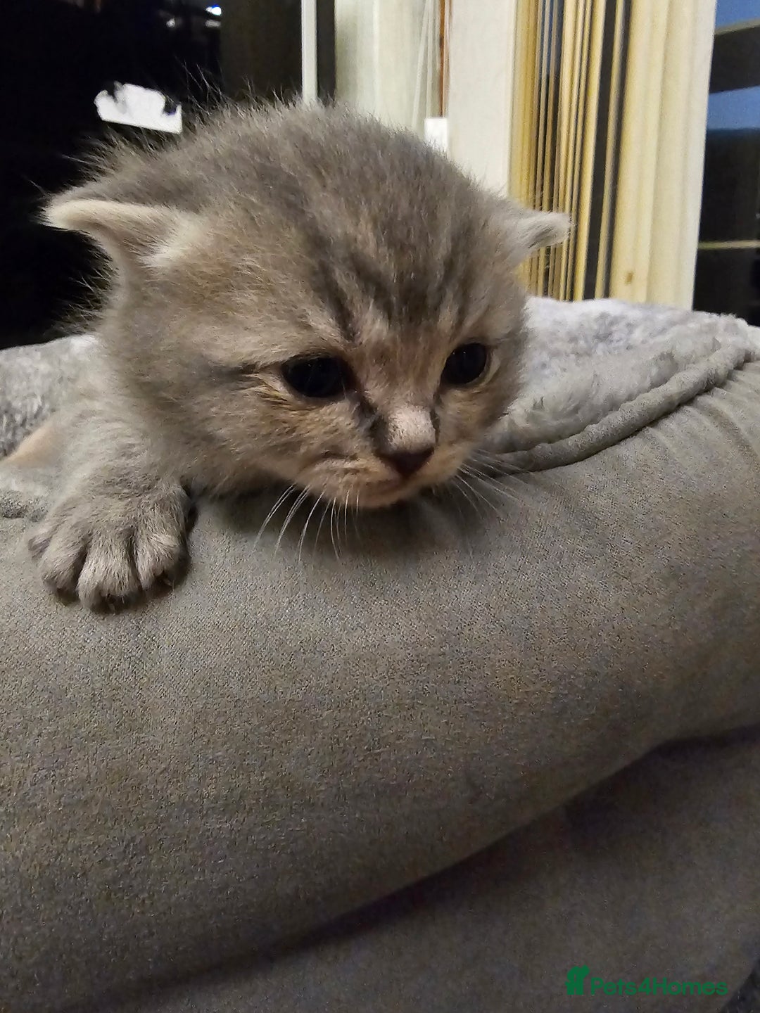 British Shorthair cats for sale: Beautiful British Shorthair Kittens for Sale - Advert 14
