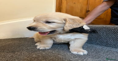 Golden Retriever dogs - Advert 3