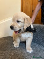 Golden Retriever dogs - Advert 5