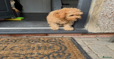 Cavapoo dogs - Advert 11