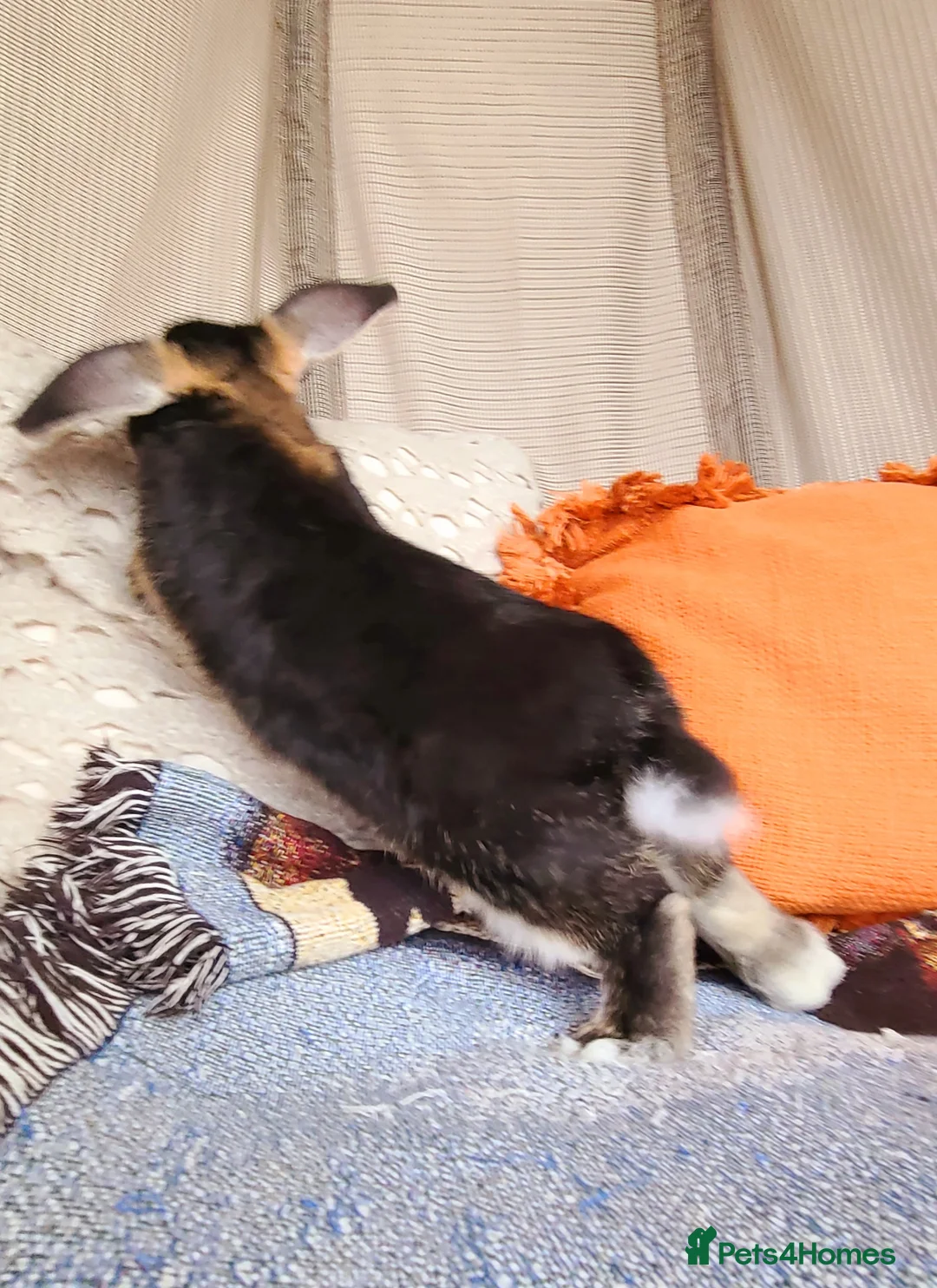 Mixed Breed rabbits for sale: Male rabbit - Advert 2