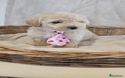 Poochon dogs for sale: Poochon puppies ready now  - Image 4