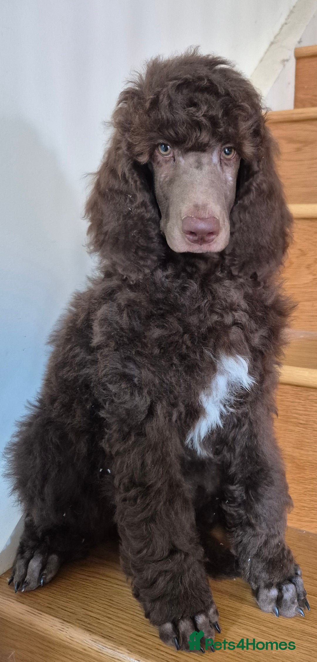 Standard Poodle dogs for sale: KC reg Brown Parti & phantom Standard Poodle pups - Image 8