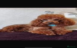 Toy Poodle dogs for stud: Beautiful DNA tested toy poodle stud in Newmarket - Image 3
