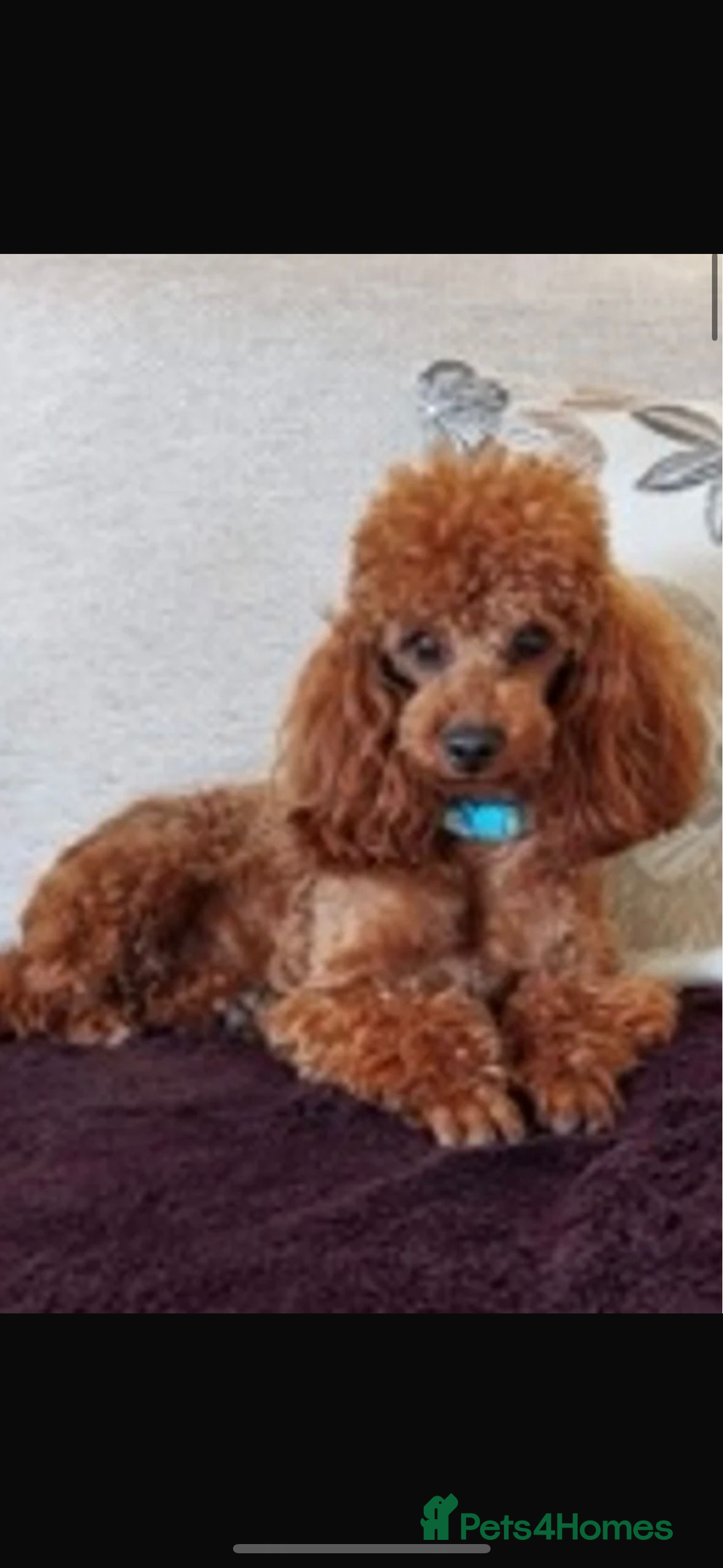 Toy Poodle dogs for stud: Beautiful DNA tested toy poodle stud in Newmarket - Image 3