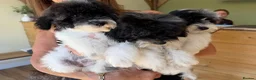 Havapoo dogs for sale: Havapoo puppies ready to leave mum  - Advert 3