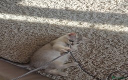 Scottish Fold cats for sale: Beautiful Scottish fold kittens - Image 4