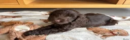 Cockapoo dogs for sale: Two beautiful puppies - Advert 5