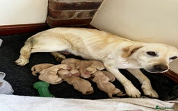 Labrador Retriever dogs for sale: Quality Labrador puppies Ready soon - Image 9