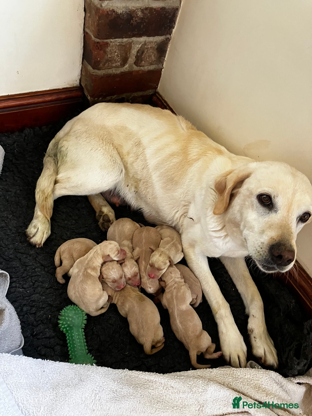 Labrador Retriever dogs for sale: Quality Labrador puppies Ready soon - Image 9