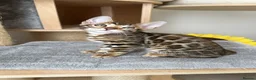 Bengal cats for sale: Bengal Kitten Boy (TICA Registered) - Advert 5