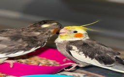 Cockatiels birds for sale: Male&female cockatiel for sale - Image 15