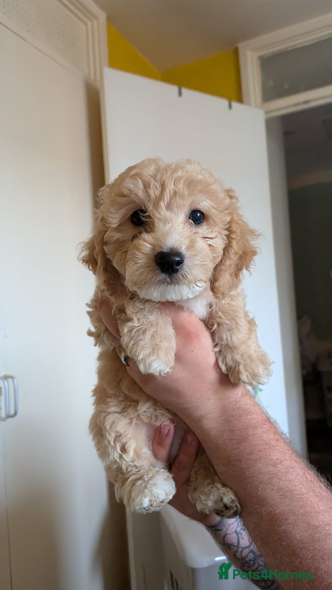 Poochon dogs F1 Poochon Puppies READY TO LEAVE *reduced* - Advert 10