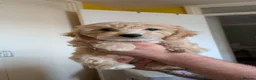Poochon dogs for sale: F1 Poochon Puppies READY TO LEAVE *reduced* - Advert 1