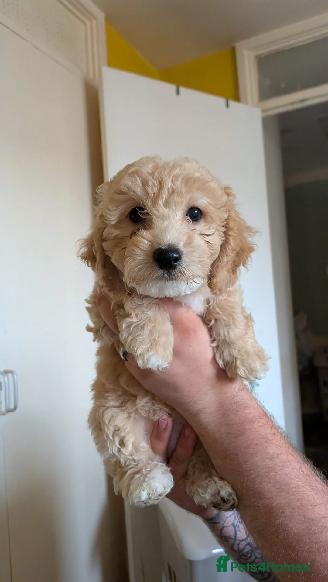 Poochon dogs for sale: F1 Poochon Puppies READY TO LEAVE *reduced* - Advert 1