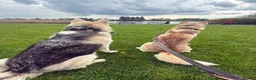 Siberian Husky dogs for sale: 2X Siberian Huskies. 1Male&1Female in Bradford - Advert 7