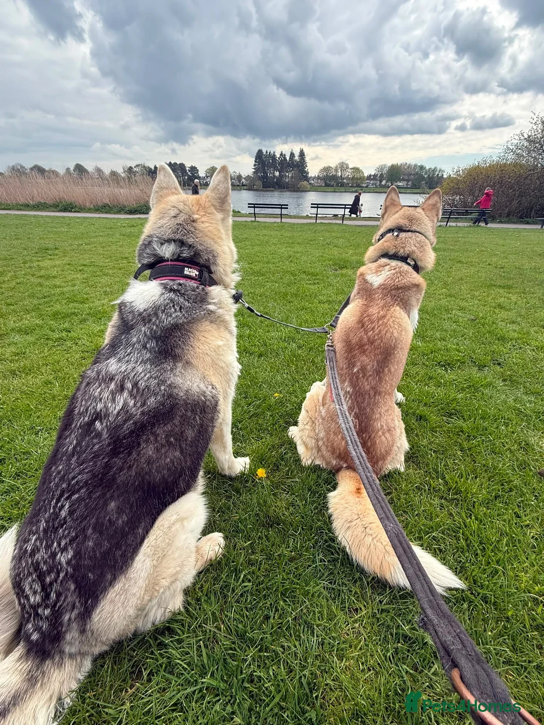Siberian Husky dogs for sale: 2X Siberian Huskies. 1Male&1Female in Bradford - Advert 7