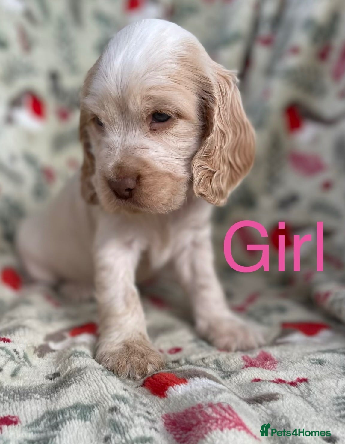 Cocker Spaniel dogs Show type cocker spaniel puppy’s  - Advert 2