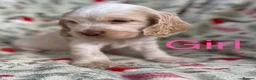 Cocker Spaniel dogs for sale: Show type cocker spaniel puppy’s  - Advert 1