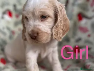 Cocker Spaniel dogs Show type cocker spaniel puppy’s - Advert 3