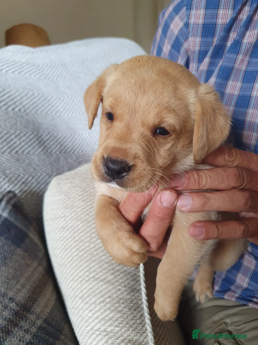 Labrador Retriever dogs for sale: Labrador puppies - Advert 2