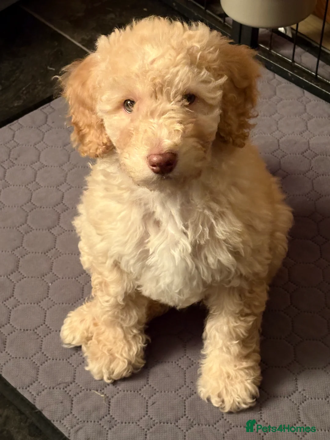 Cockapoo dogs for sale: Gorgeous Blue Eyed Cockapoo Puppy - Advert 2