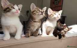 Burmese cats for sale: Burmese X Calico kittens - Image 4
