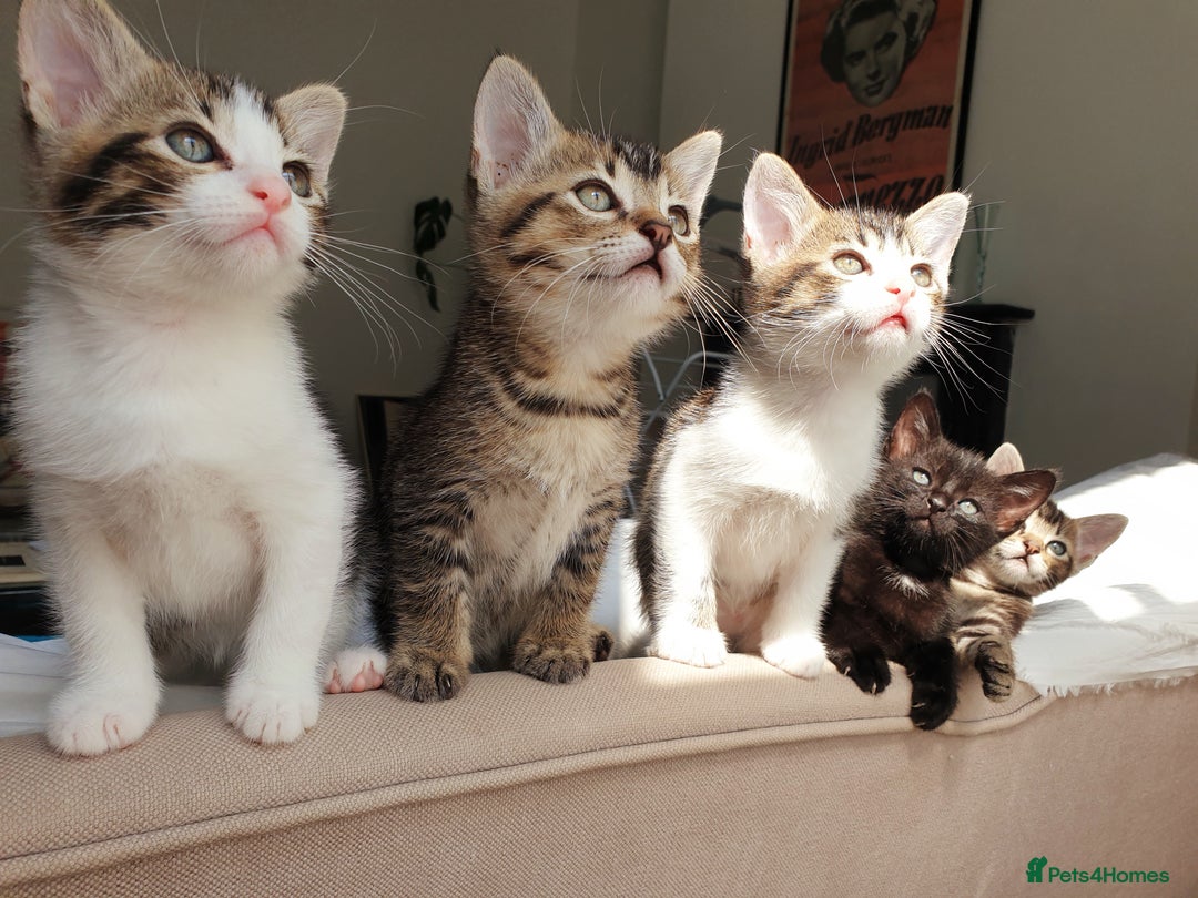 Burmese cats for sale: Burmese X Calico kittens - Image 4