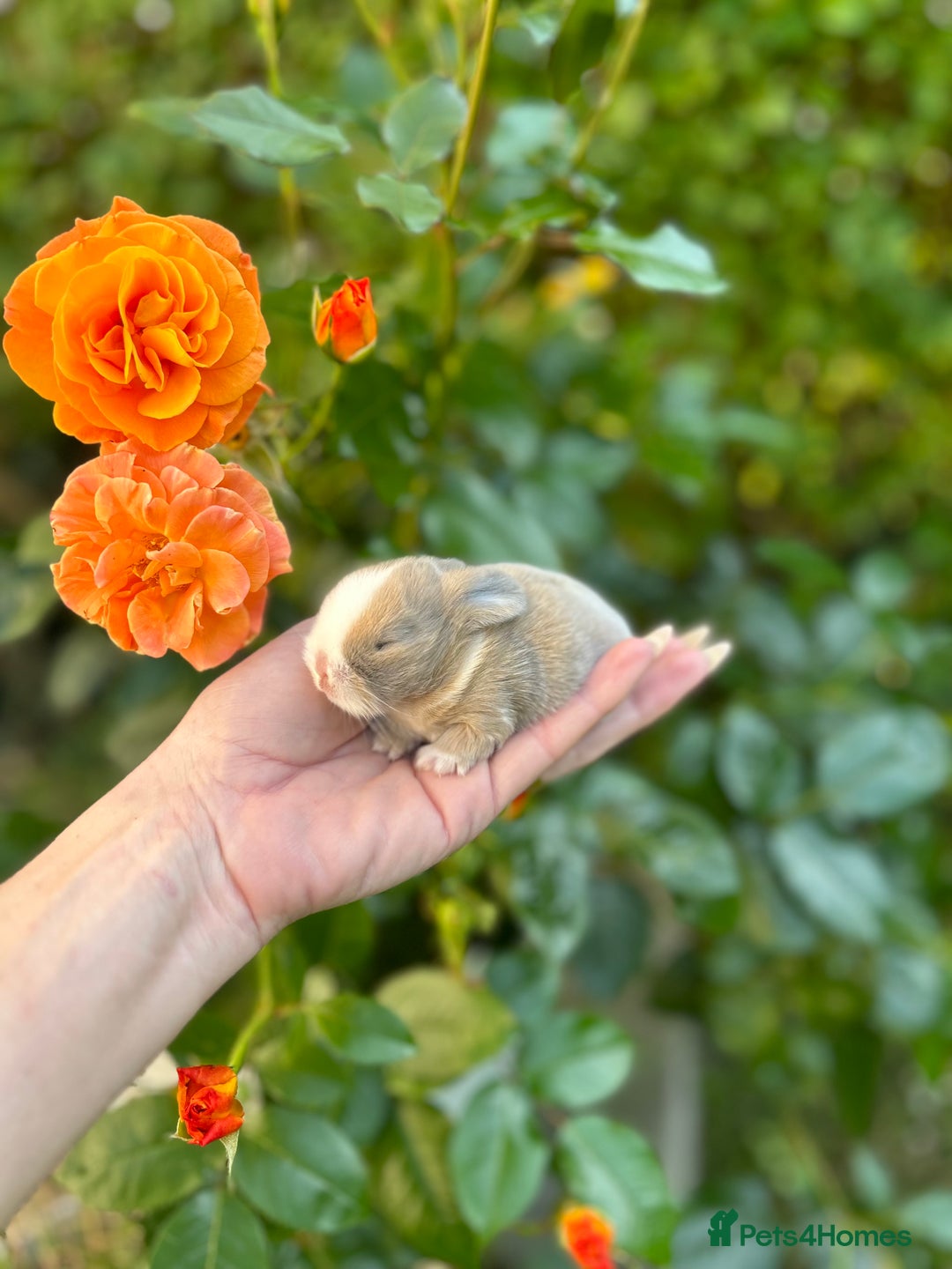 Mini Lop rabbits for sale: ⭐ PEDIGREE MINI LOP BABY BUNNIES ⭐  - Image 14