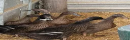 Ducks poultry for sale: 4 Khaki + two Dark Campbell ducks + 1 Drake  in Brighton - Advert 2