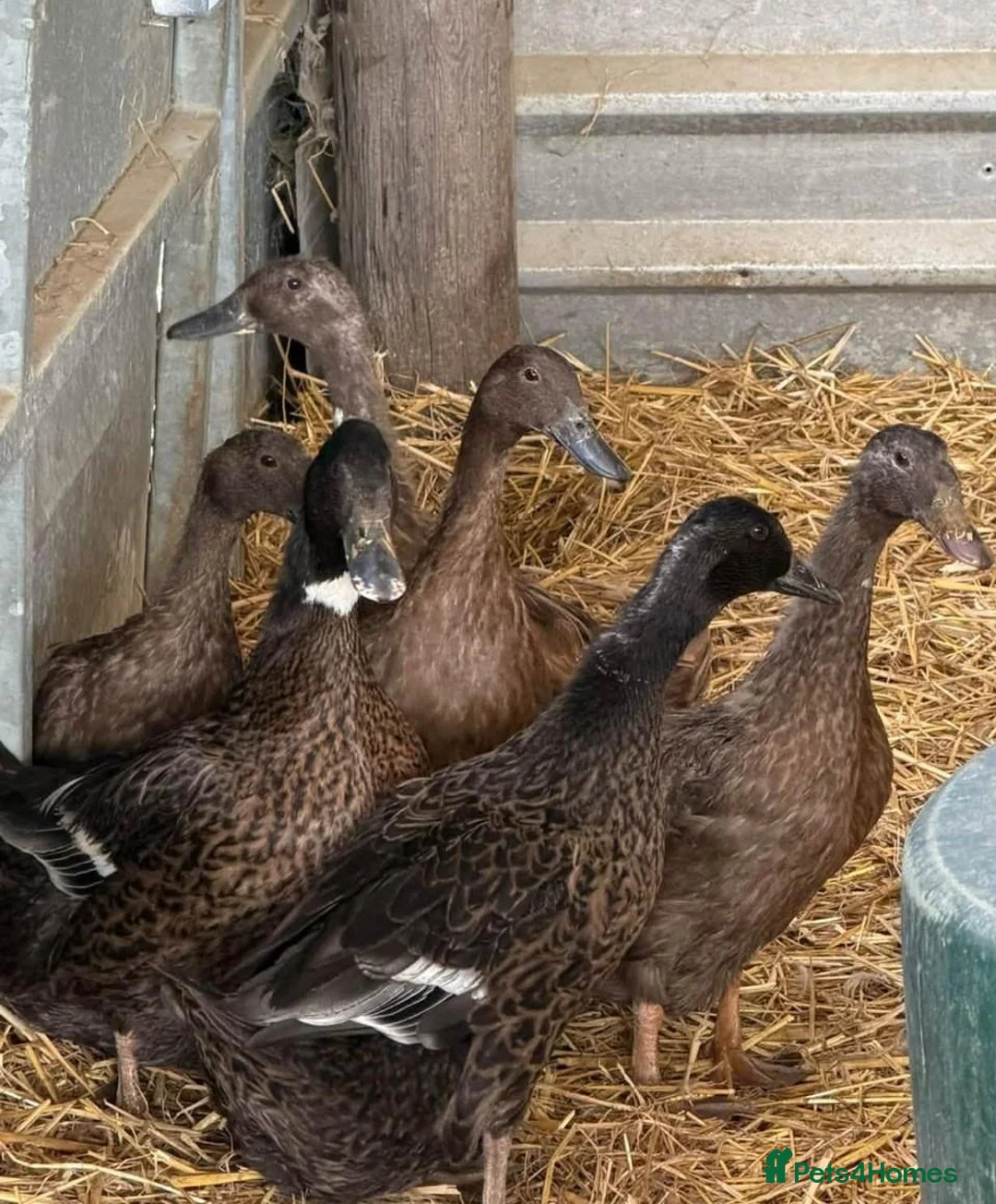 Ducks poultry for sale: 4 Khaki + two Dark Campbell ducks + 1 Drake  in Brighton - Advert 2