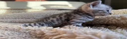 Bengal cats for sale:  STUNNING BENGAL KITTENS   - Advert 2