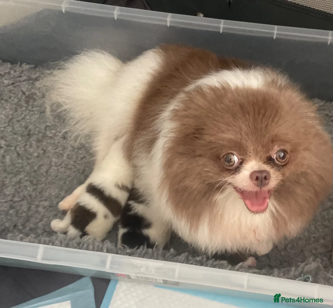 Pomeranian dogs for sale: Outstanding KC Tiny baby Poms puppies  - Advert 19