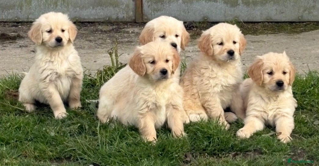 Golden Retriever dogs Beautiful Golden Retriever Puppies Ready Now - Advert 3