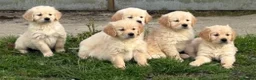 Golden Retriever dogs for sale: Beautiful Golden Retriever Puppies Ready Now - Advert 1