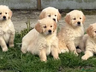 Golden Retriever dogs Beautiful Golden Retriever Puppies Ready Now - Advert 1
