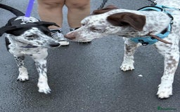 Mixed Breed dogs for sale: Husky cross dalmatian  - Image 8