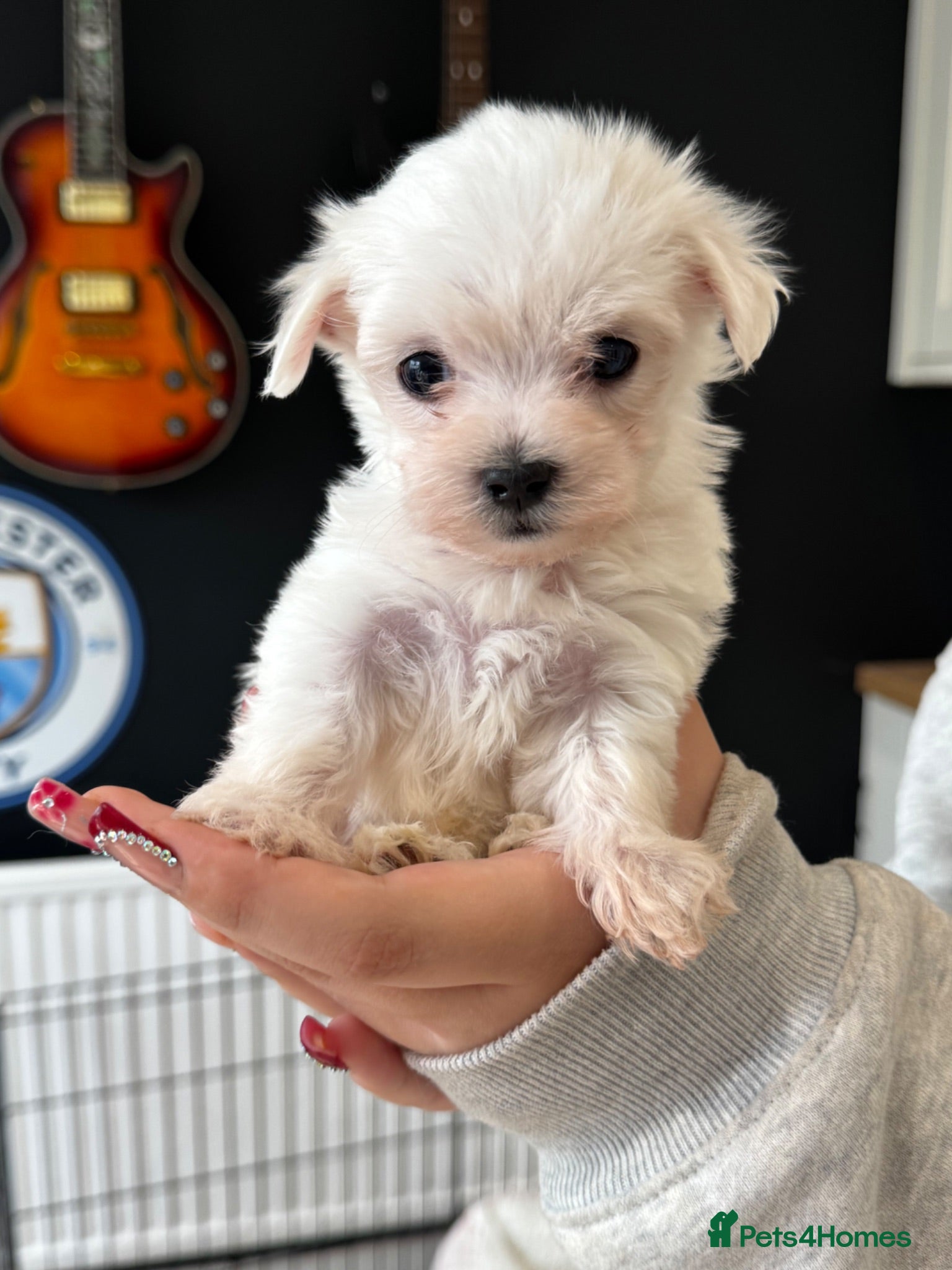 Maltese dogs Maltese boy ready for his new home - Advert 1