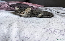 Mixed Breed cats for sale: 4 Sweet kittens!! - Image 6