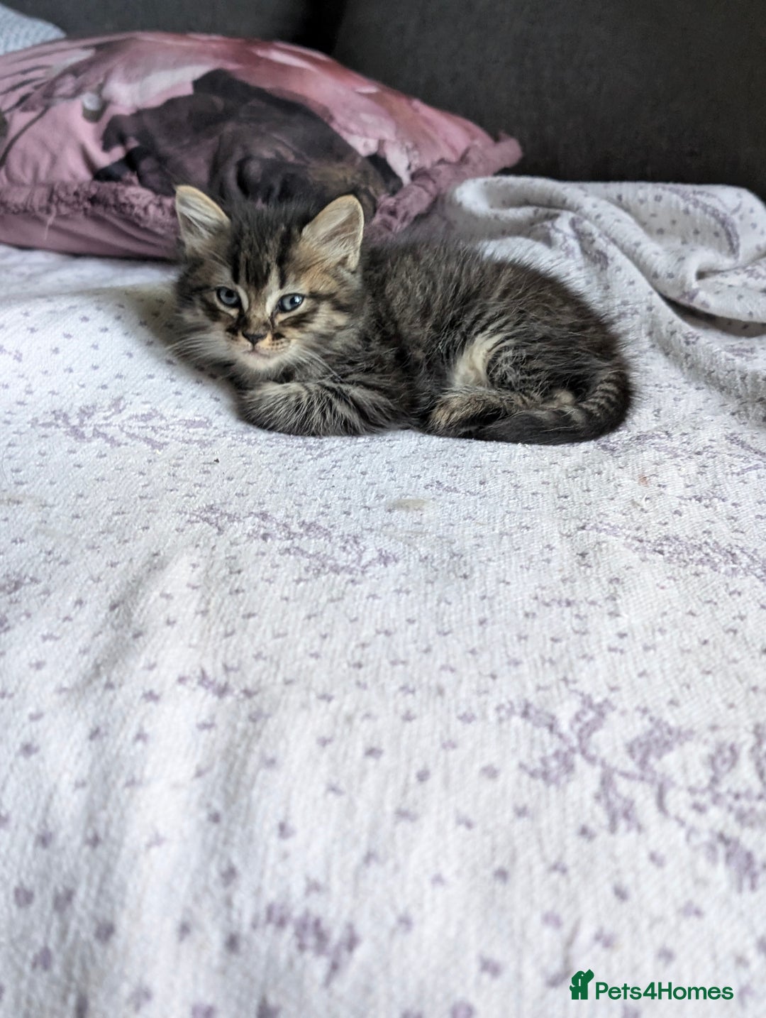 Mixed Breed cats for sale: 4 Sweet kittens!! - Image 6