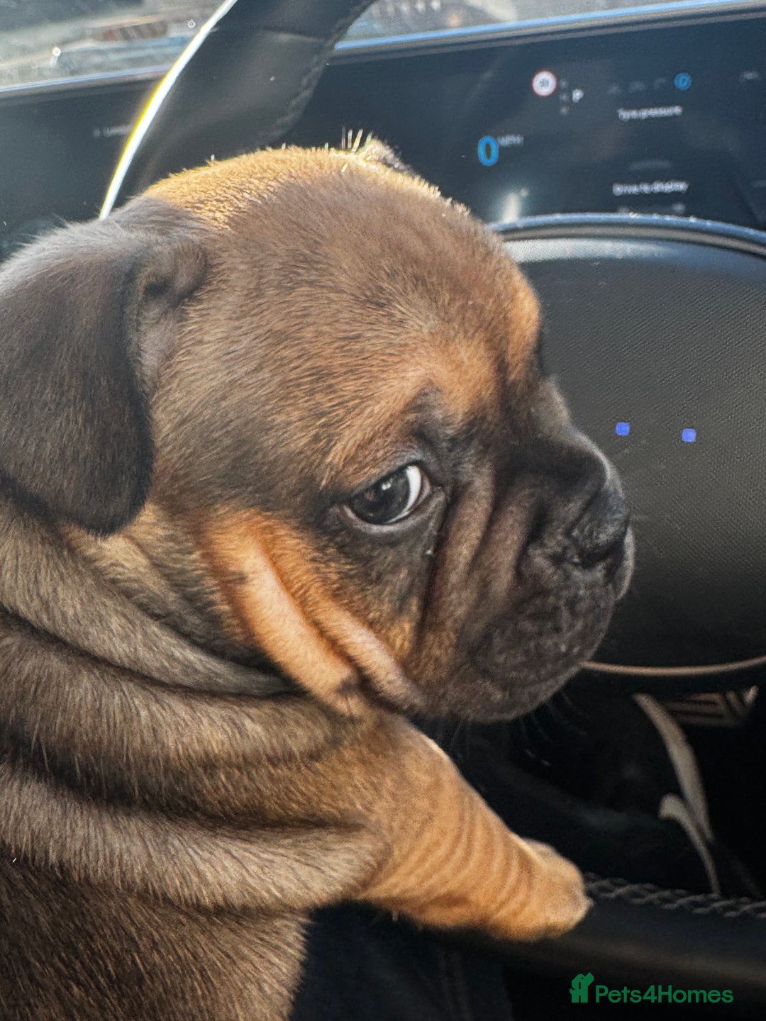 Mixed Breed dogs for sale: French Bulldog x Standard Bully Pups - Advert 17