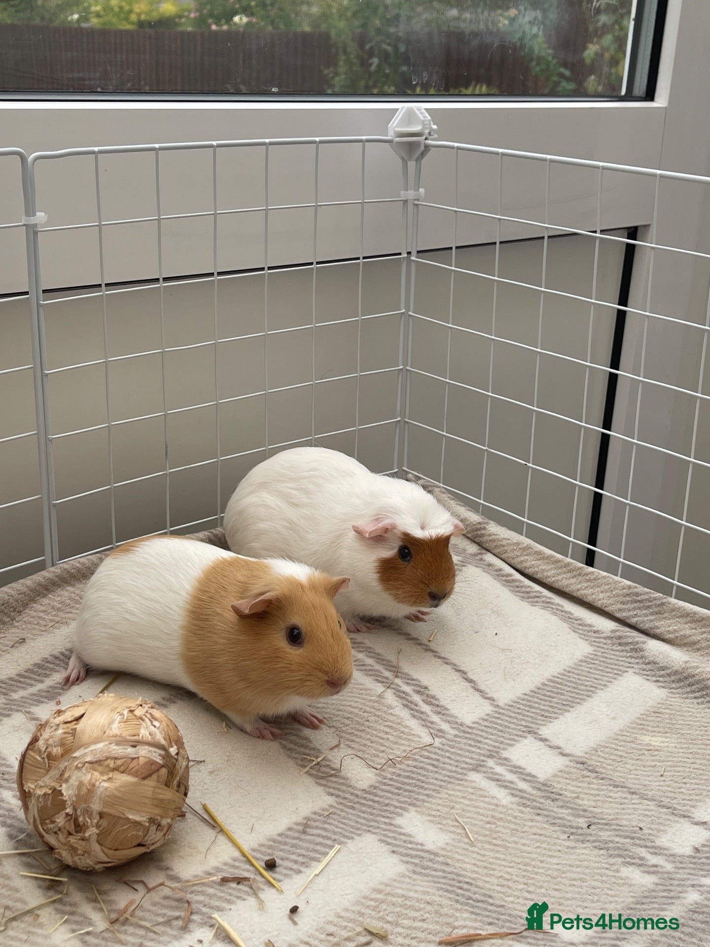 Guinea Pig rodents Pair of bonded baby female pigs for sale. - Advert 10