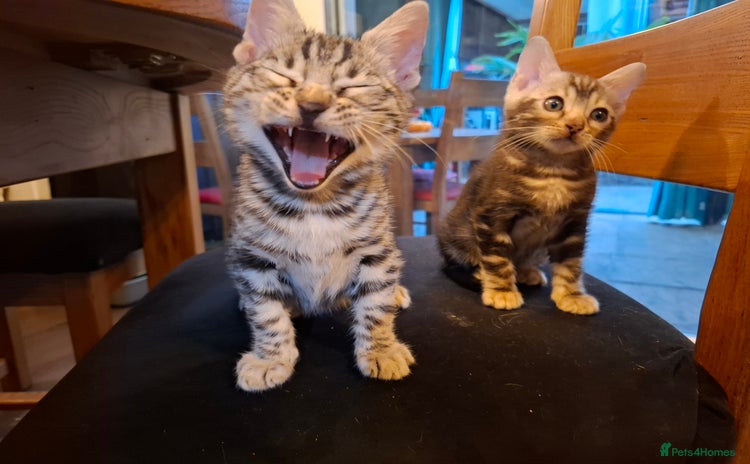Bengal cats - Advert 3