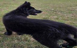 German Shepherd dogs for sale: Dark German Shepherd Females - Image 21