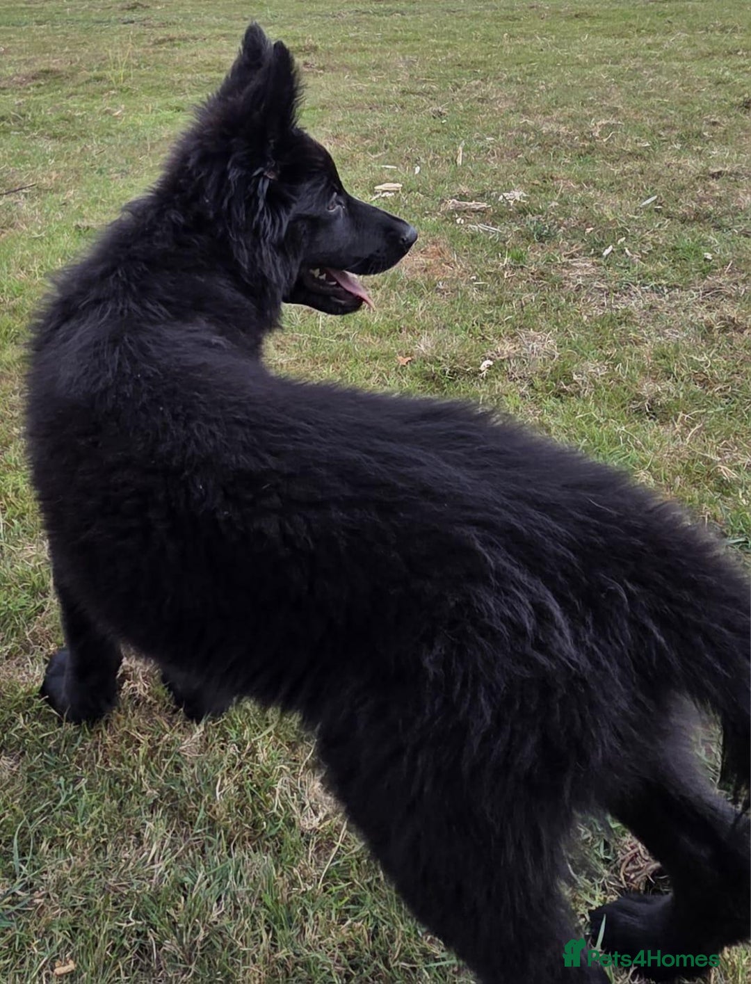 German Shepherd dogs for sale: Dark German Shepherd Females - Image 21