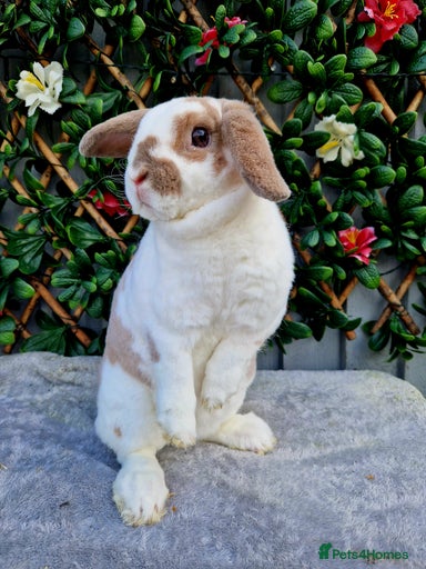 Gallery Image {{count}}