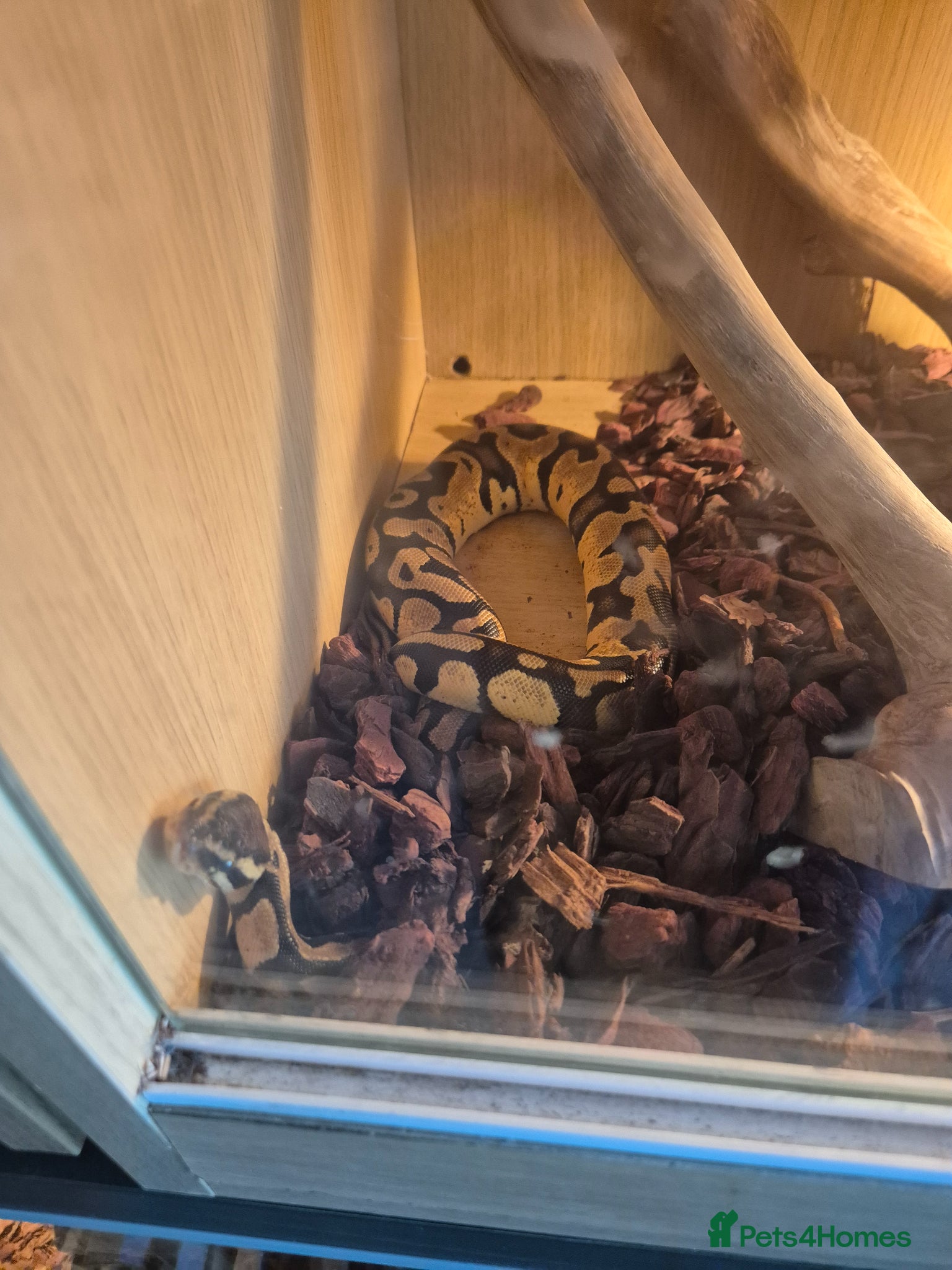 Python Snake reptiles Male royal with set up 1 year old - Advert 5