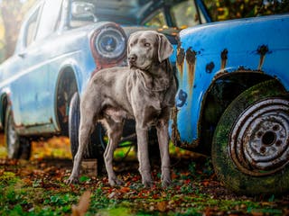 Labrador Retriever dogs Perfect Well Proven Health Tested Silver Stud in Appleby-in-Westmorland - Advert 17